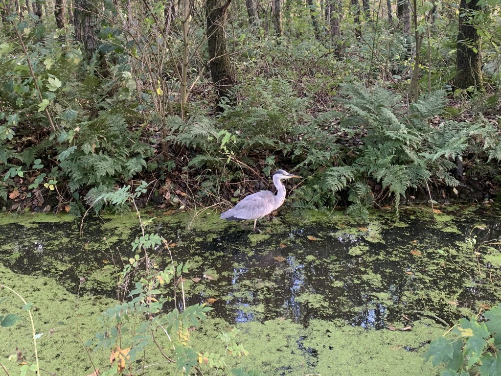 De Kabouter – een&nbsp;sprookje